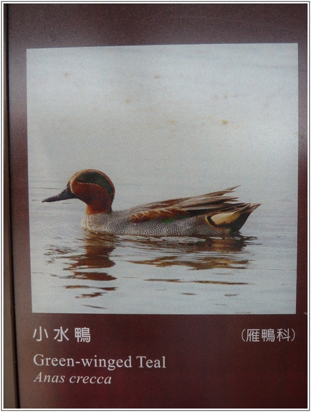 2011-11-27 11-59-43鰲鼓溼地賞鳥趣.JPG